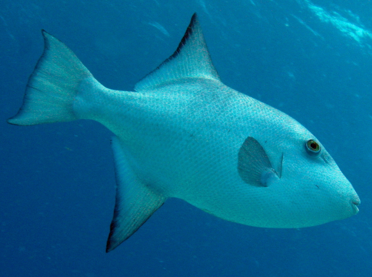 Ocean Triggerfish